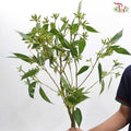 Eucalyptus Robusta With Berry 带叶尤加利