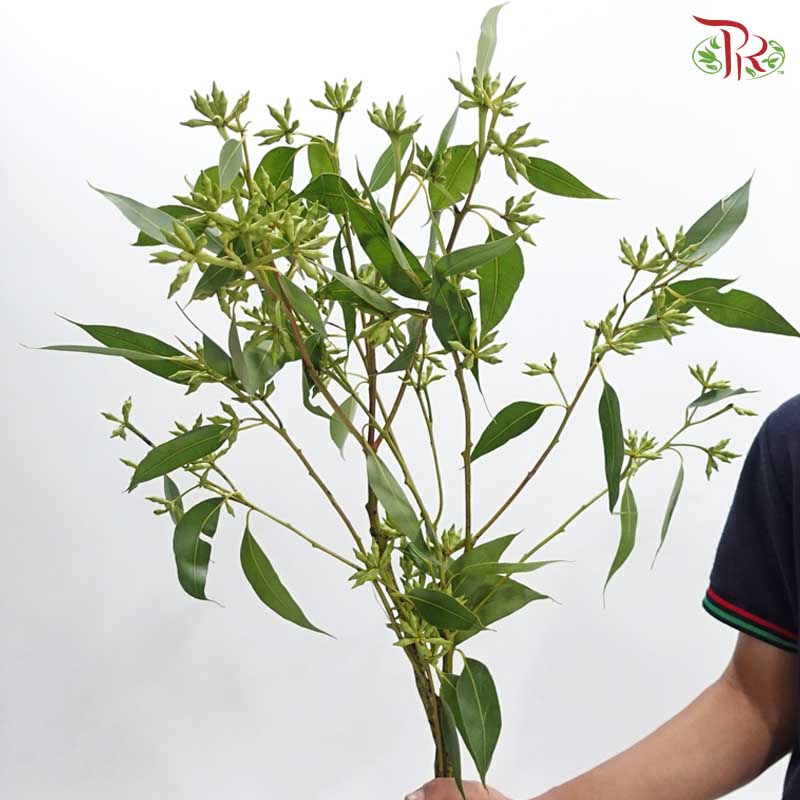 Eucalyptus Robusta With Berry 带叶尤加利