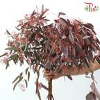 Eucalyptus Berry Dyed (Sharp Leaf）