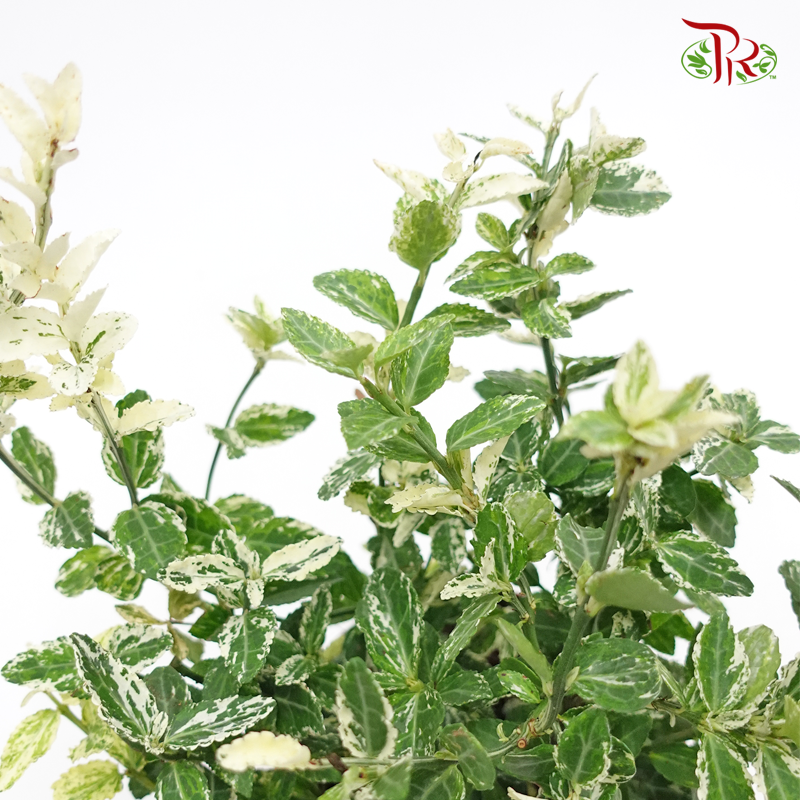 Epiphyllum Anguliger 《锯齿昙花》 - Pudu Ria Florist