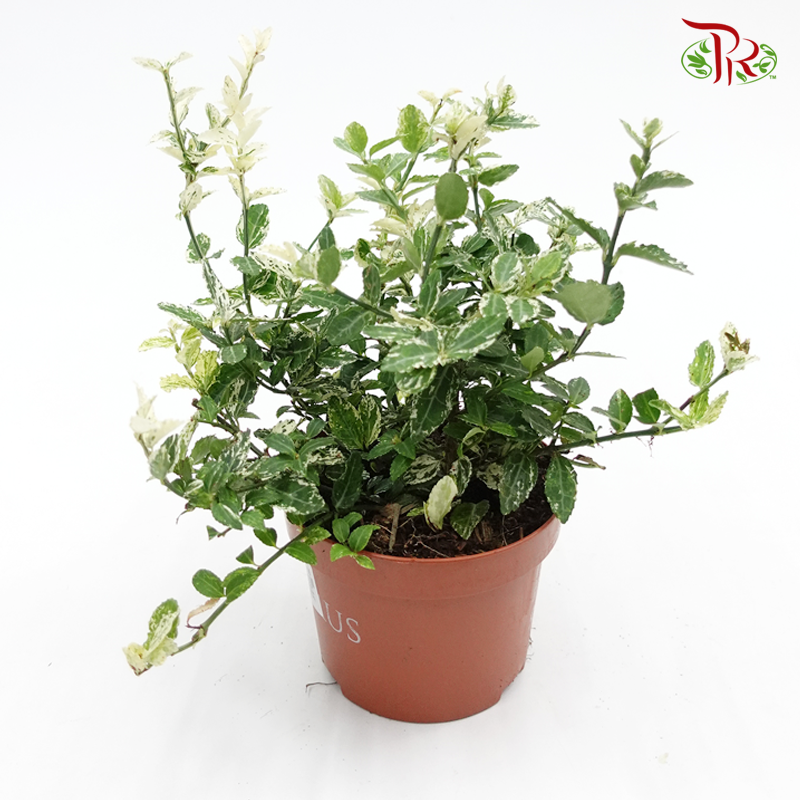 Euonymus Harlequin 《阔叶植物卫矛》 - Pudu Ria Florist