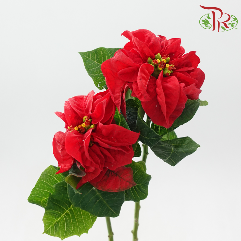 Euphorbia