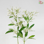 Euphorbia Leucocephala