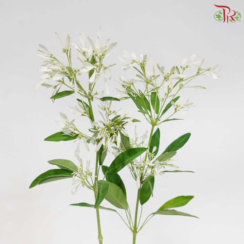 Euphorbia Leucocephala