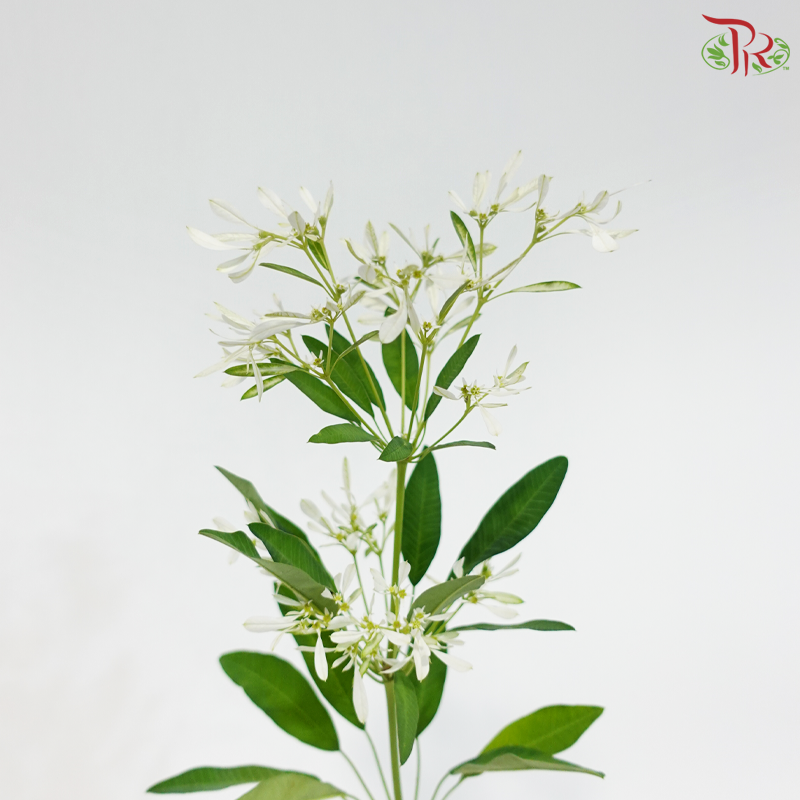 Euphorbia Leucocephala