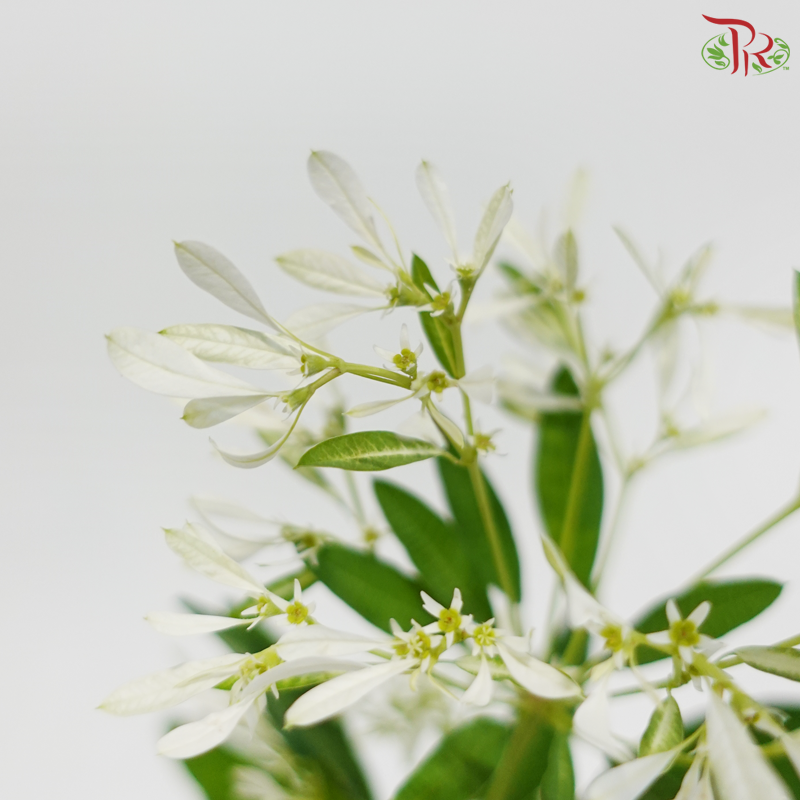 Euphorbia Leucocephala