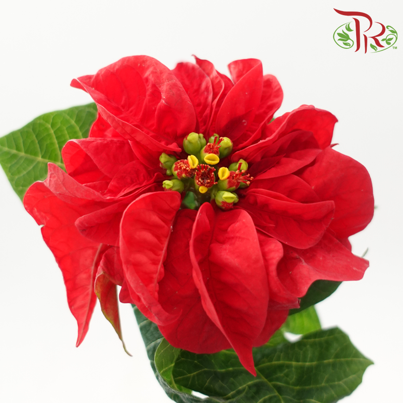 Euphorbia