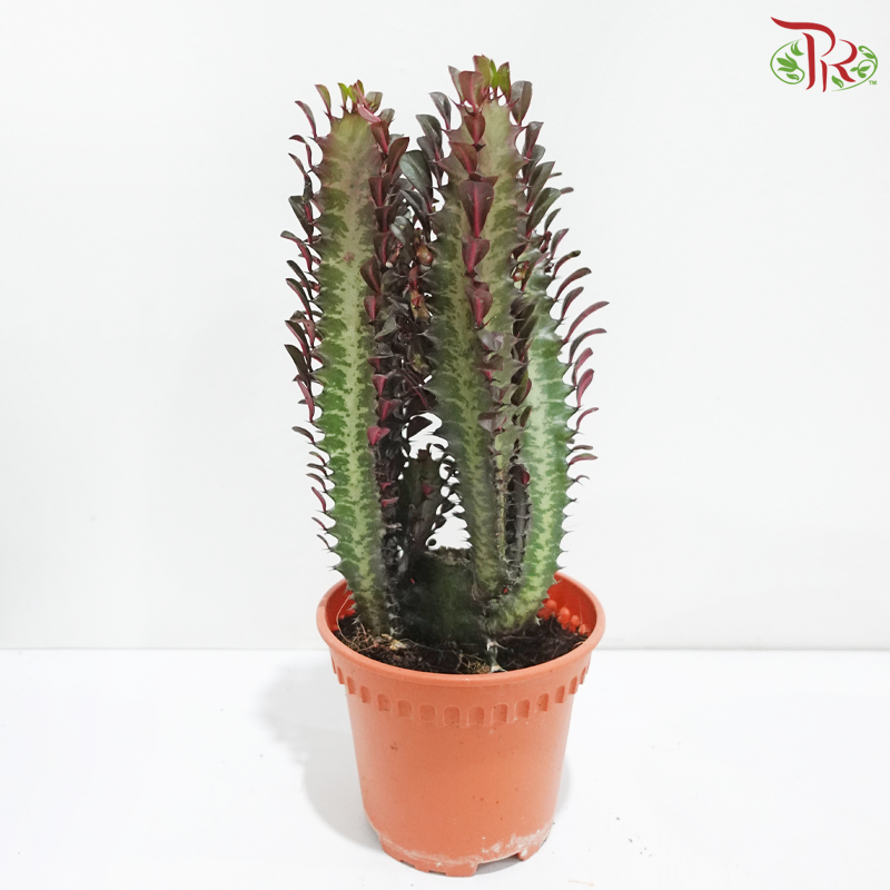 Euphorbia Trigona P120《龙骨柱》