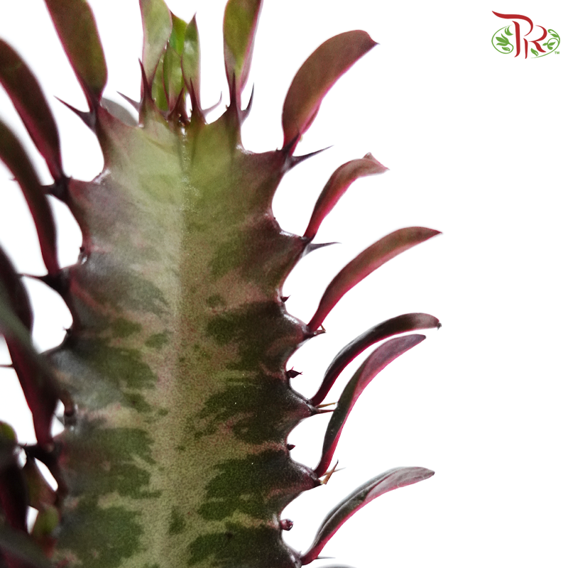 Euphorbia Trigona P120《龙骨柱》