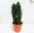 Euphorbia Trigona P120《龙骨柱》