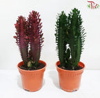 Euphorbia Trigona P120《龙骨柱》