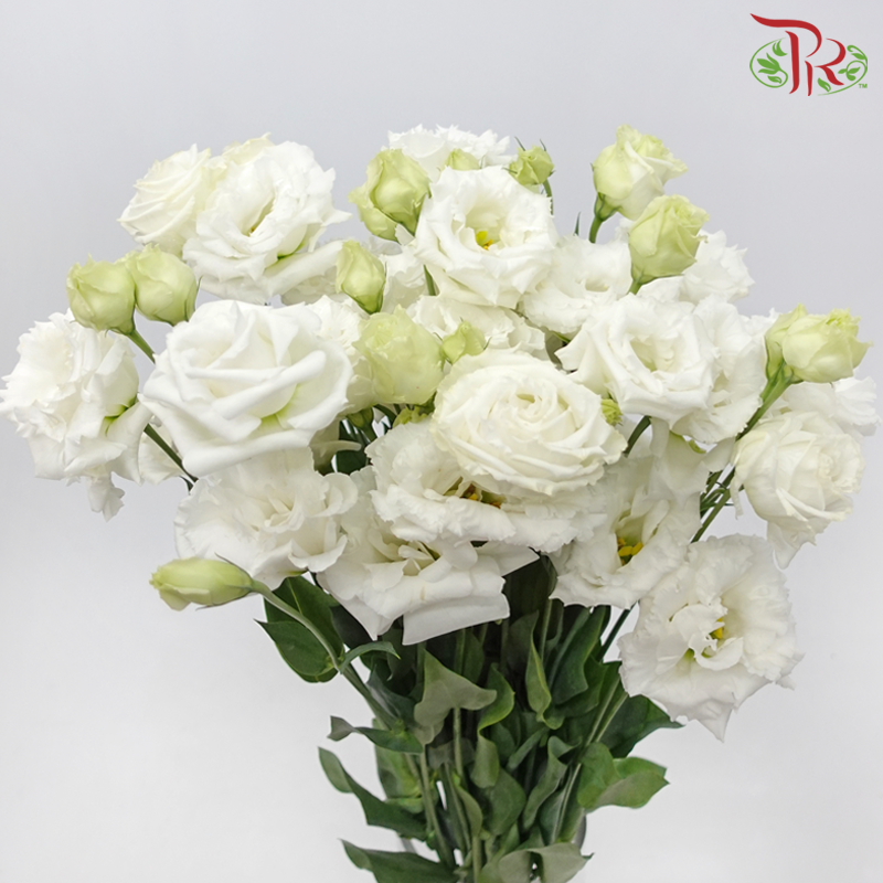 Eustoma