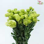 Eustoma《洋桔梗》