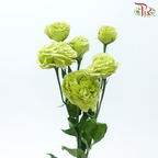 Eustoma《洋桔梗》