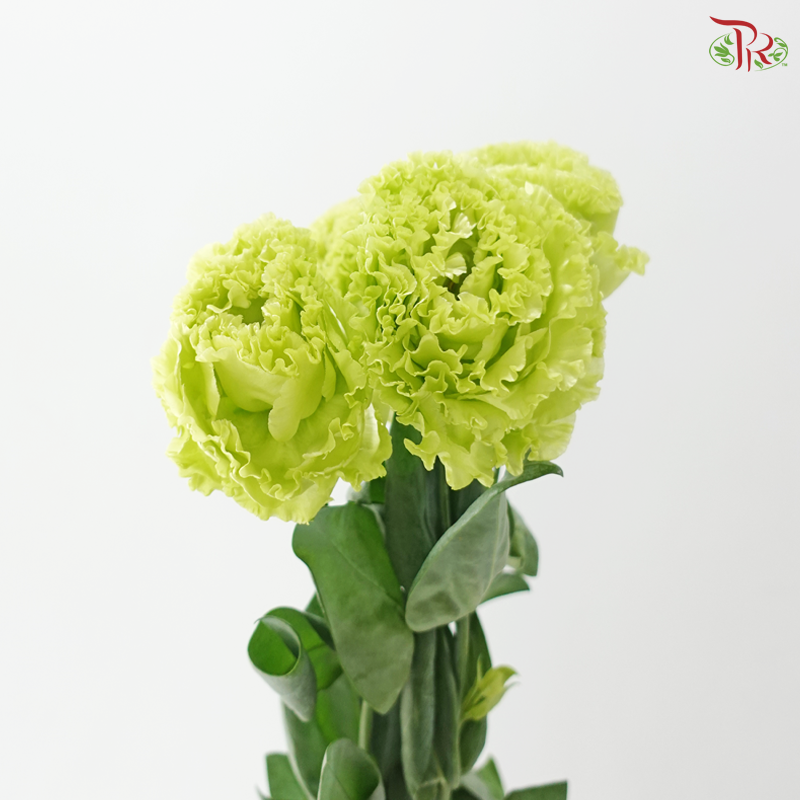 Eustoma
