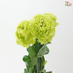 Eustoma