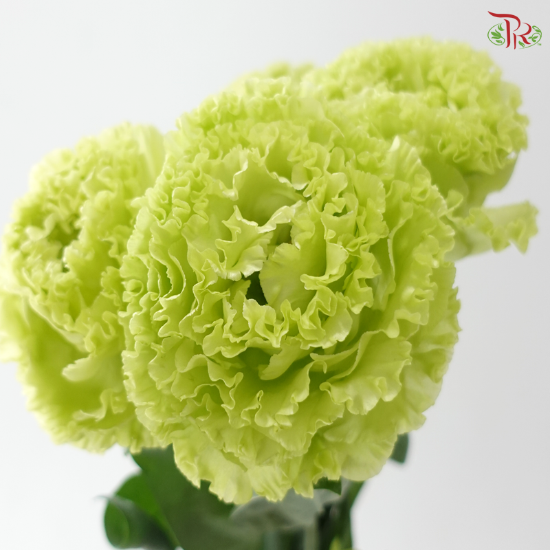 Eustoma