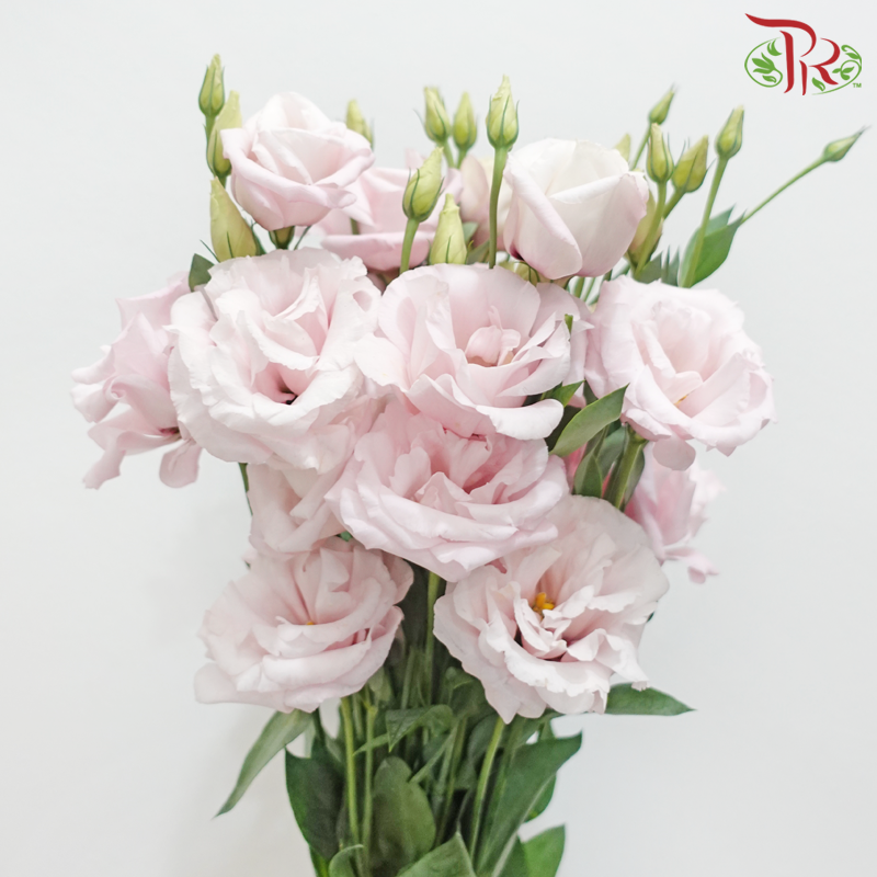 Eustoma