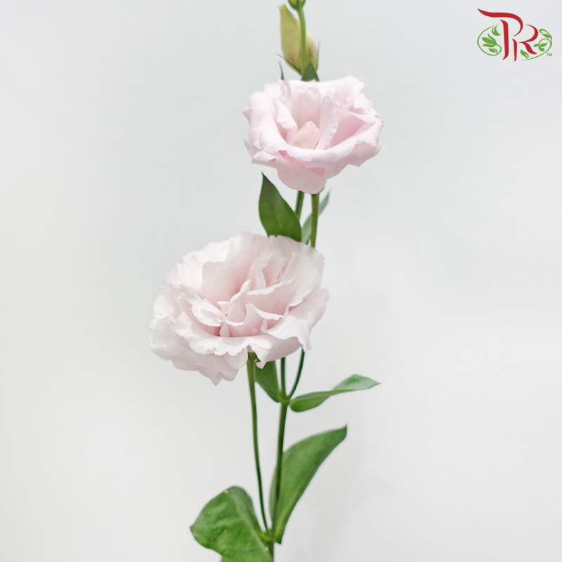 Eustoma