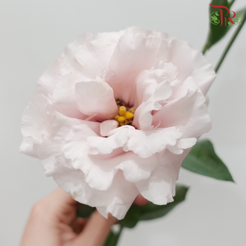 Eustoma