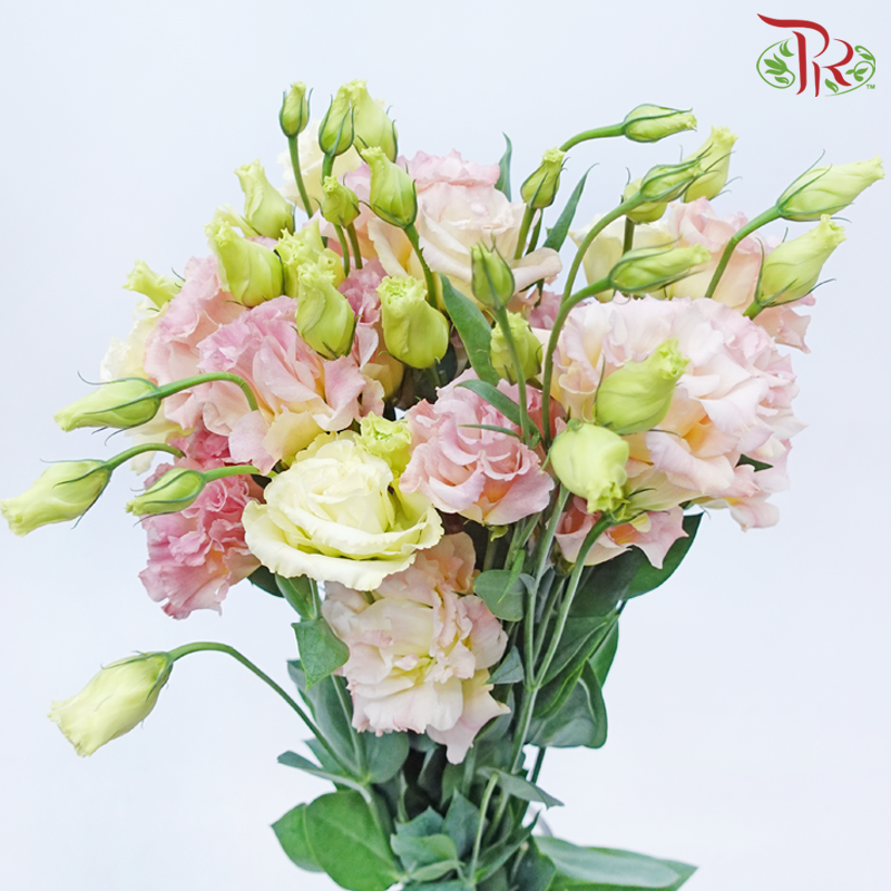 Eustoma