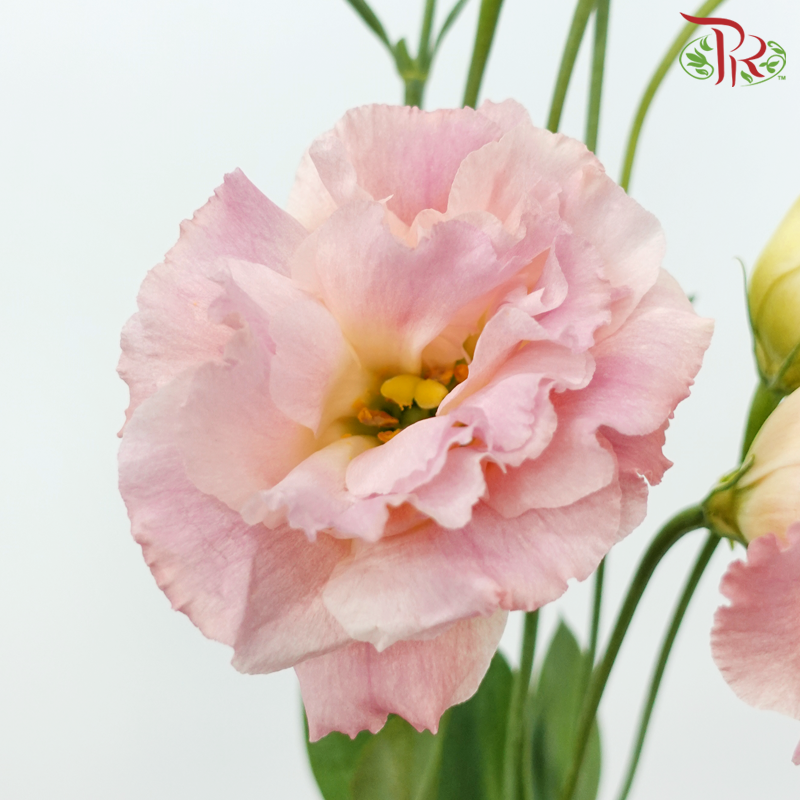 Eustoma