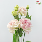 Eustoma Nessen