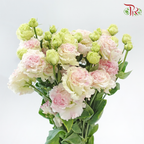 Eustoma Nessen