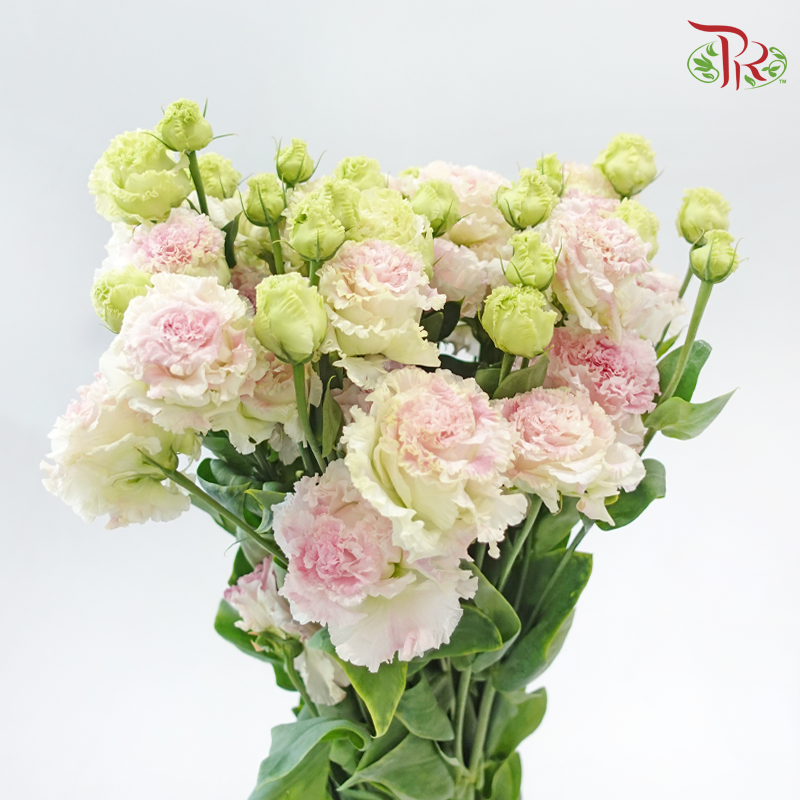 Eustoma Nessen