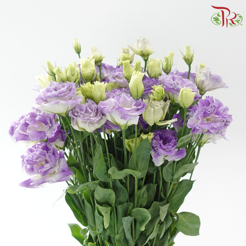 Eustoma Nessen
