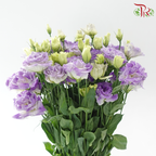 Eustoma Nessen