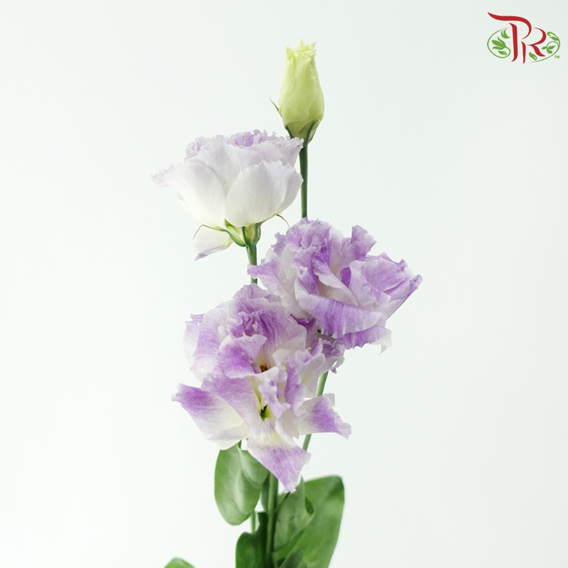 Eustoma Nessen
