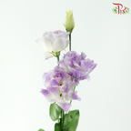 Eustoma Nessen