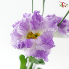 Eustoma Nessen