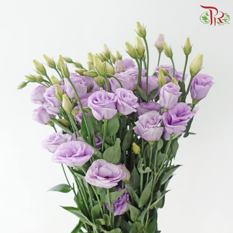 Eustoma Nessen