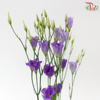 Eustoma Botanic