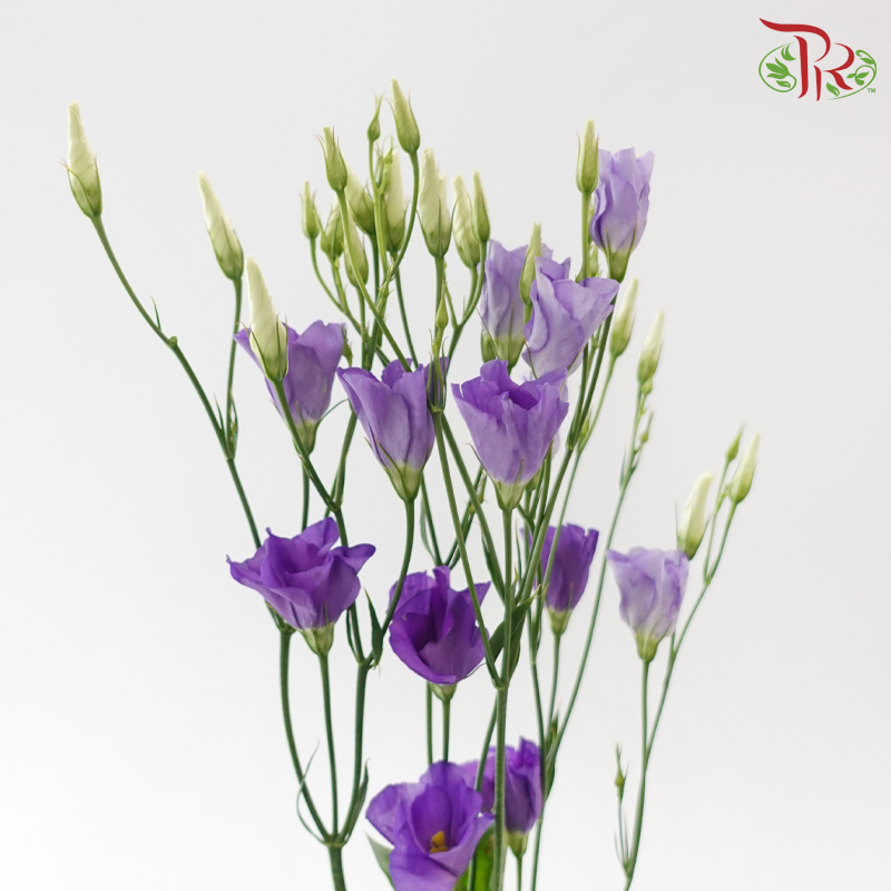 Eustoma Botanic