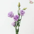 Eustoma Nessen