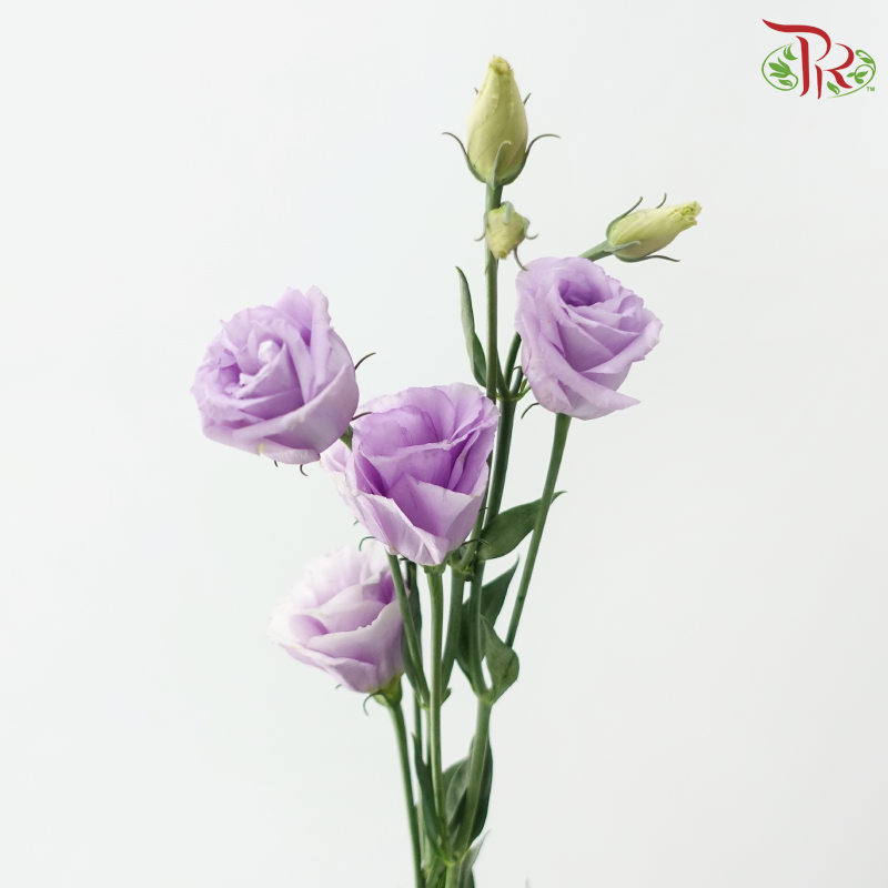 Eustoma Nessen