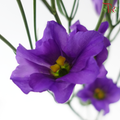 Eustoma Botanic