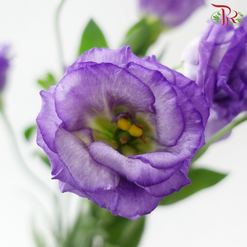 Eustoma《洋桔梗》