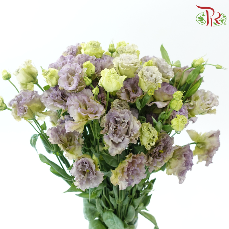 Eustoma《洋桔梗》