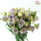 Eustoma《洋桔梗》