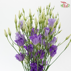 Eustoma Botanic
