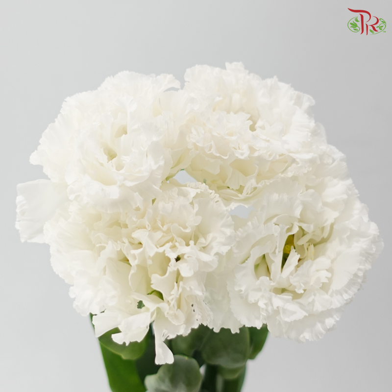 Eustoma