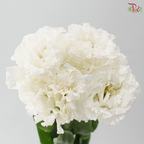 Eustoma