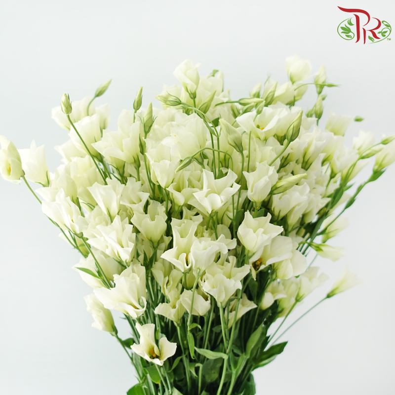 Eustoma《洋桔梗》