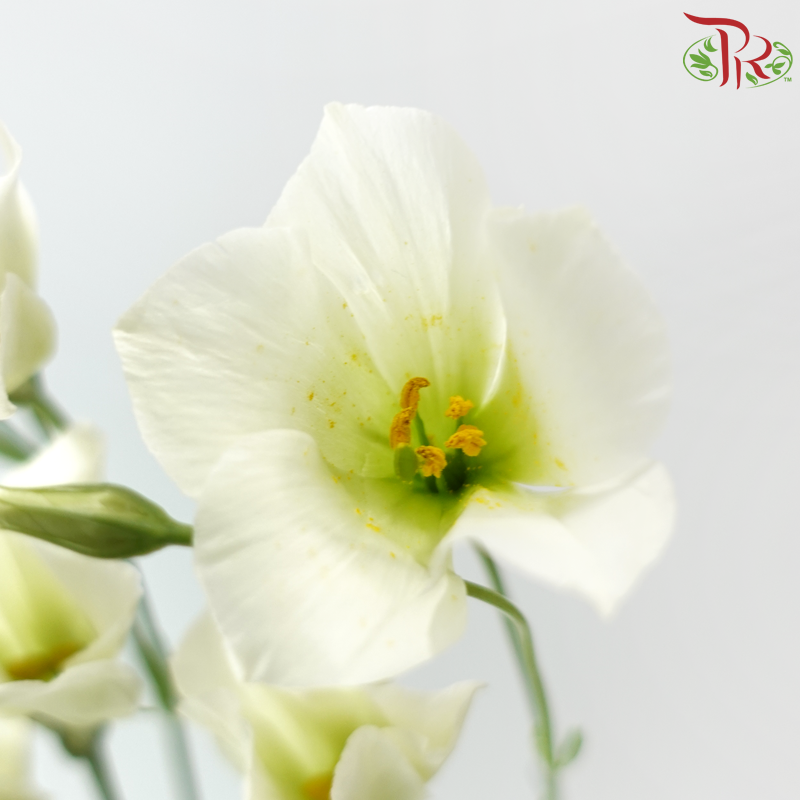 Eustoma《洋桔梗》