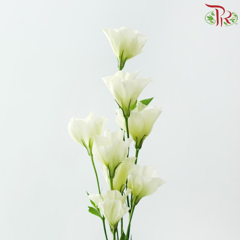 Eustoma《洋桔梗》