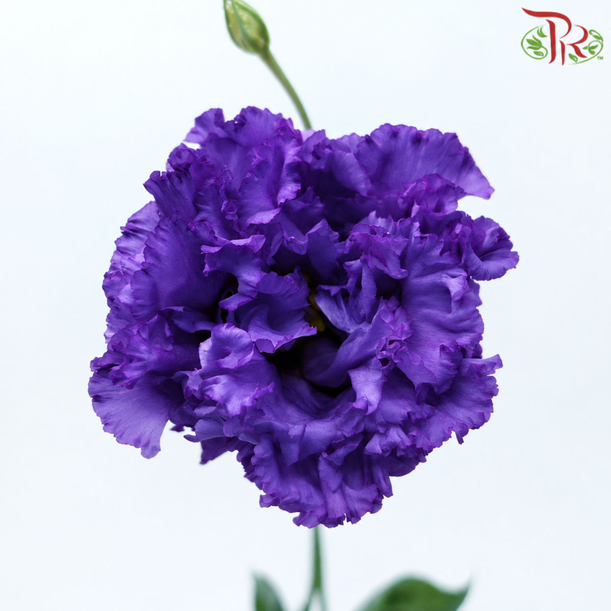 Eustoma Wave 《洋桔梗》